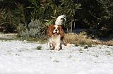 CAVALIER KING CHARLES 493